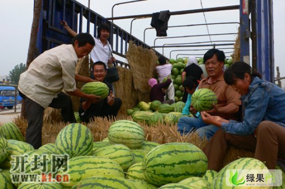 绿果网开封西瓜最新价格